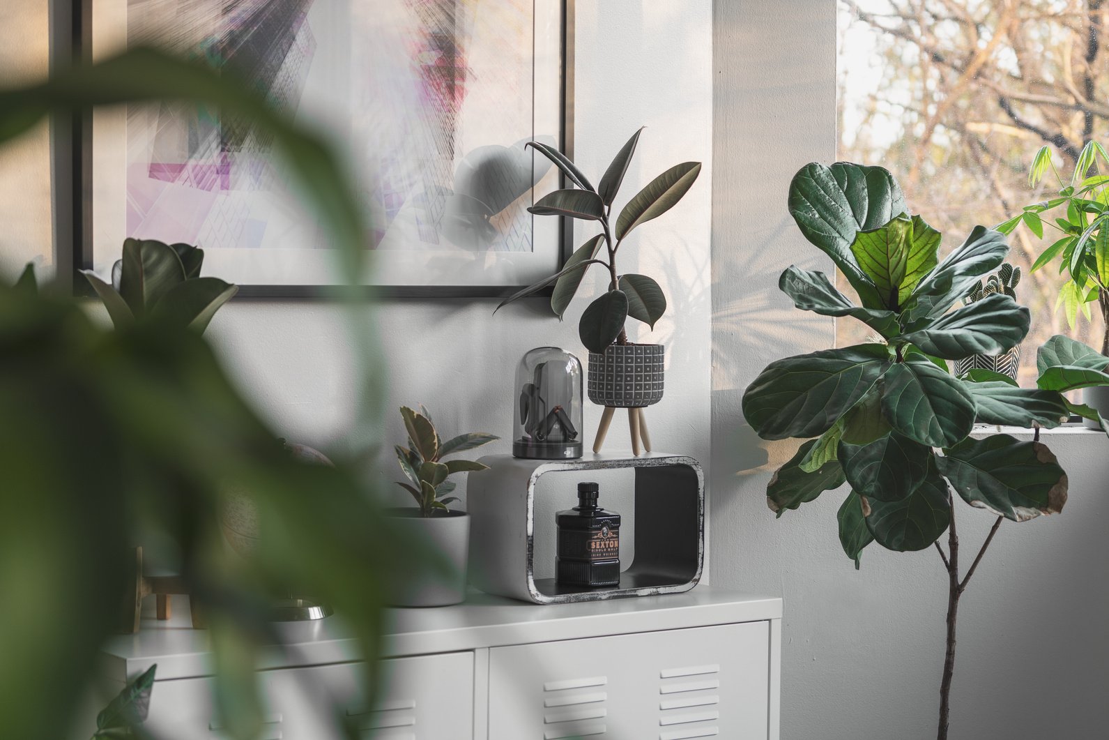 Green Plants Inside the House